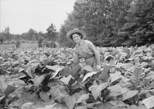 Owner's daughter topping tobacco, Granville County, North Carolina, 1939. Creator: Dorothea Lange