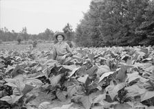 Owner's daughter topping tobacco, Granville County, North Carolina, 1939. Creator: Dorothea Lange