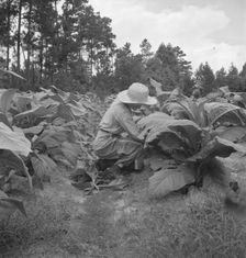 Owner's daughter topping tobacco, Granville County, North Carolina, 1939. Creator: Dorothea Lange