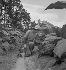 Owner's daughter topping tobacco, Granville County, North Carolina, 1939. Creator: Dorothea Lange