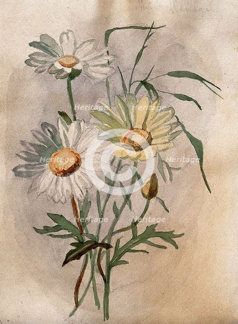 Ox-eye or marguerite daisy (Leucanthemum vulgare): flowers and leaves. Creator: Unknown.
