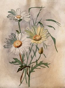 Ox-eye or marguerite daisy (Leucanthemum vulgare): flowers and leaves. Creator: Unknown