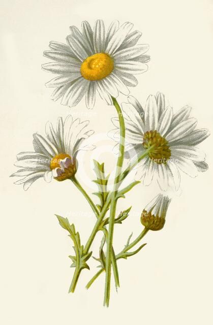 'Ox-Eye Daisy', 1877. Creator: Frederick Edward Hulme.