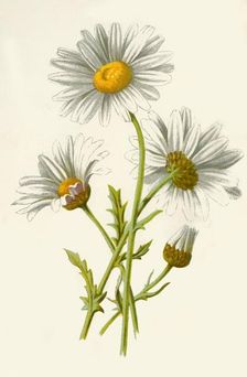 Ox-Eye Daisy 1877. Creator: Frederick Edward Hulme