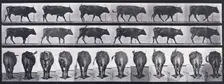 Ox walking, 1872-1885. Creator: Eadweard J Muybridge