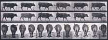 Ox walking, 1872-1885. Creator: Eadweard J Muybridge