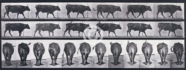 Ox walking, 1872-1885. Creator: Eadweard J Muybridge.