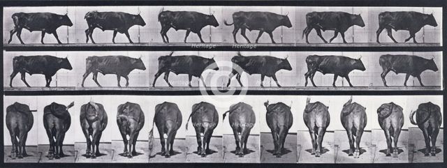 Ox walking, 1872-1885. Creator: Eadweard J Muybridge.
