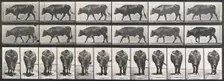 Ox walking, 1872-1885. Creator: Eadweard J Muybridge