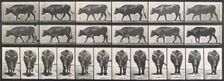 Ox walking, 1872-1885. Creator: Eadweard J Muybridge