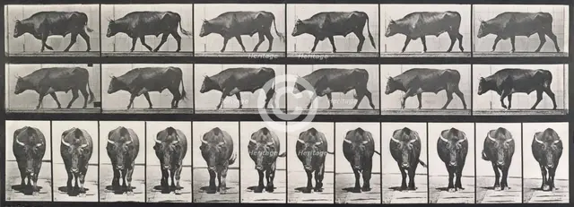 Ox walking, 1872-1885.  Creator: Eadweard J Muybridge.