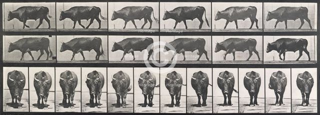 Ox walking, 1872-1885.  Creator: Eadweard J Muybridge.