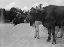 Ox team that hauls pulpwood, Bay Saint Louis, Mississippi, 1937. Creator: Dorothea Lange