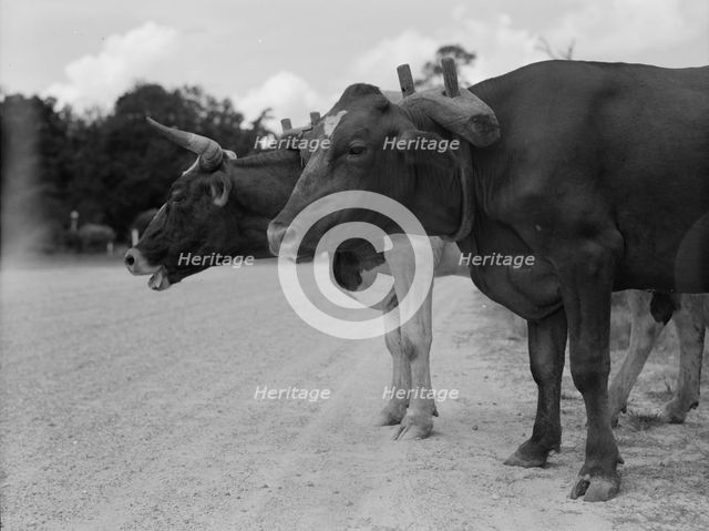 Ox team that hauls pulpwood, Bay Saint Louis, Mississippi, 1937. Creator: Dorothea Lange.