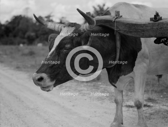 Ox team used to haul pulpwood, Mississippi, 1937. Creator: Dorothea Lange.