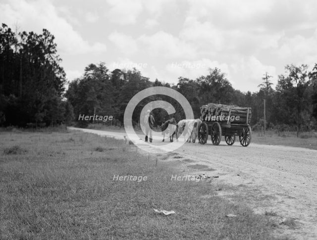 Ox team used to haul pulpwood, Mississippi, 1937. Creator: Dorothea Lange.