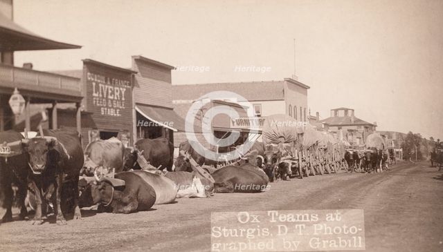 Ox teams at Sturgis, DT [ie Dakota Territory], between 1887 and 1892. Creator: John C. H. Grabill.
