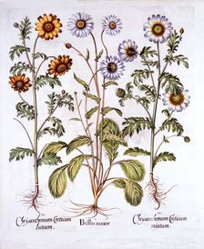 Oxe Eye Daisy and Crown Daisy, from Hortus Eystettensis by Basil Besler (1561-1629), pub. 1613 (h