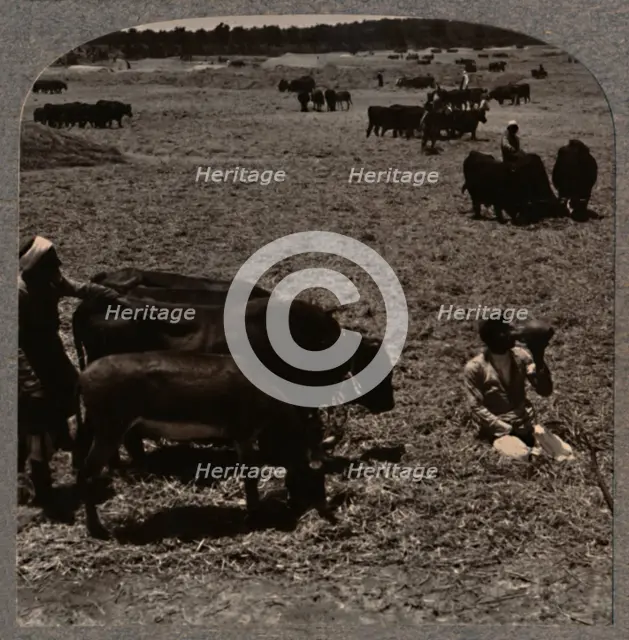 'Oxen treading corn', c1900. Artist: Unknown.
