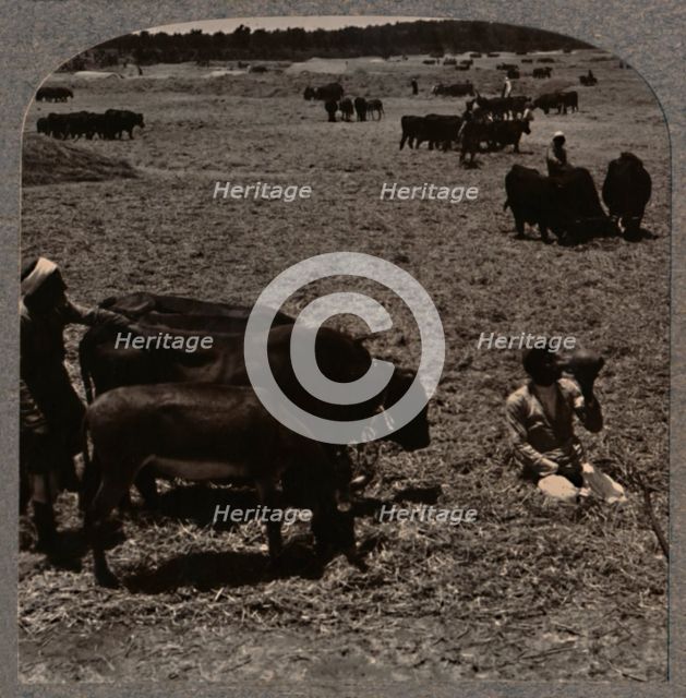 'Oxen treading corn', c1900. Artist: Unknown.