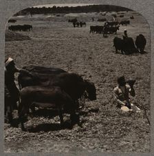 Oxen treading corn c1900