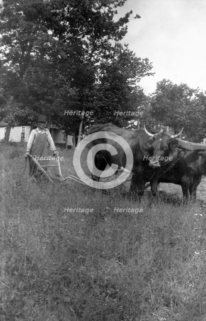 Oxen, Appalachia, USA, 1916-1918. Artist: Cecil Sharp
