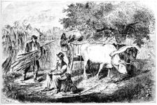 Oxen Hauling Corn 19th century.Artist: Edwin Forbes
