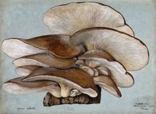 Oyster mushrooms (Pleurotus ostreatus) growing on wood, 1895. Creator: Unknown