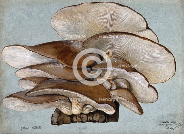 Oyster mushrooms (Pleurotus ostreatus) growing on wood, 1895. Creator: Unknown.