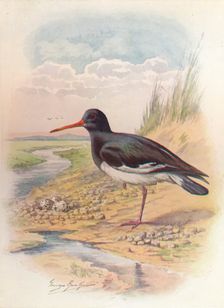 Oyster-Catcher - Haemat'opus ostral'egus c1910, (1910). Artist: George James Rankin