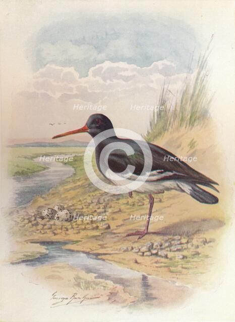 'Oyster-Catcher - Haemat'opus ostral'egus', c1910, (1910). Artist: George James Rankin.