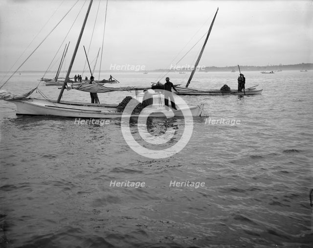Oyster dredging, between 1900 and 1910. Creator: Unknown.
