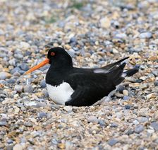 Oystercatcher