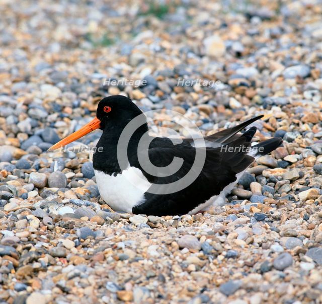 Oystercatcher.