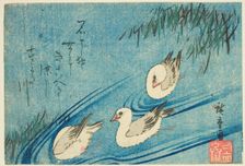 Oystercatchers, c. 1833/34. Creator: Ando Hiroshige