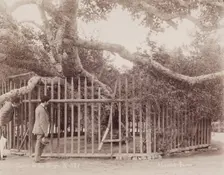 L'arbre de la Vièrge, c1880. Creator: Abdullah Frères