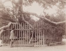L'arbre de la Vièrge, c1880. Creator: Abdullah Frères
