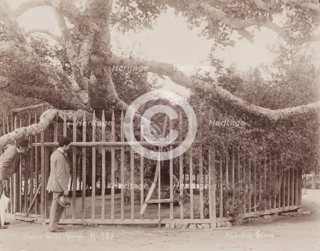 L'arbre de la Vièrge, c1880. Creator: Abdullah Frères.