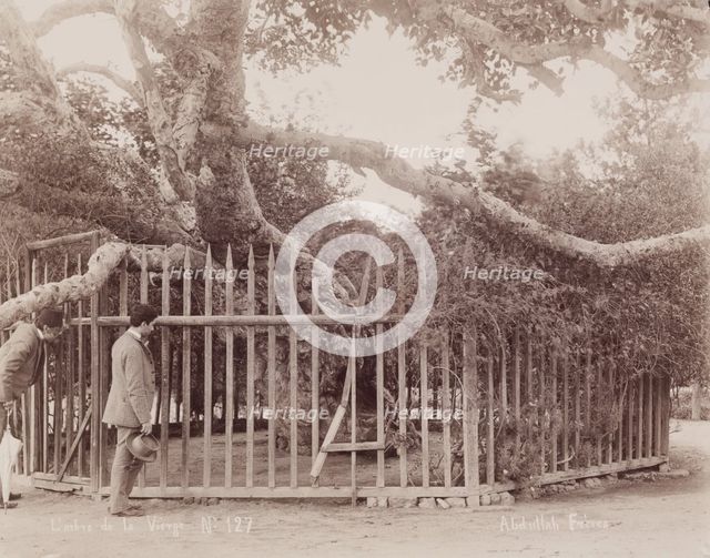 L'arbre de la Vièrge, c1880. Creator: Abdullah Frères.