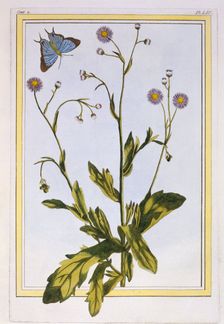 L'Erigeron de Philadelphie (Canadian Fleabane), pub. 1776. Creator: Pierre Joseph Buchoz (1731-1807)