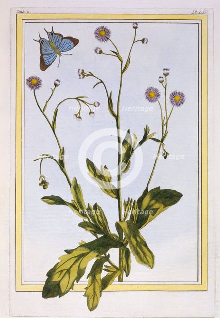 L'Erigeron de Philadelphie (Canadian Fleabane),  pub. 1776. Creator: Pierre Joseph Buchoz (1731-1807).