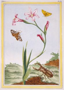 L'Ixia (flesh-coloured Ixia) and Stag Beetle, pub. 1776. Creator: Pierre Joseph Buchoz (1731-1807)