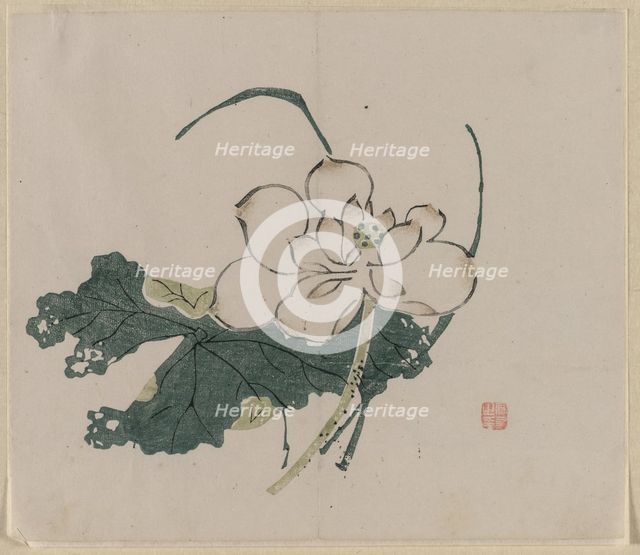 Lotus Blossom, 1368-1644. Creator: Unknown.