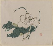 Lotus Blossom, 1368-1644. Creator: Unknown
