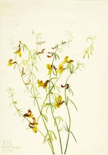 Lotus puberulus, 1935. Creator: Mary Vaux Walcott