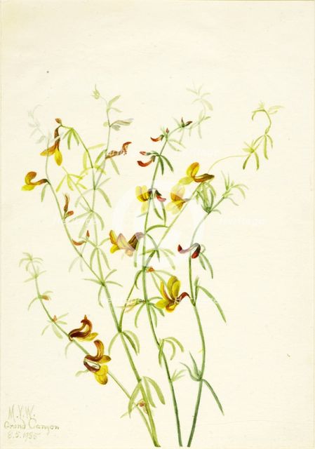 Lotus puberulus, 1935. Creator: Mary Vaux Walcott.