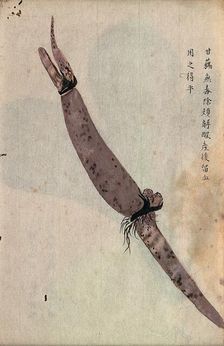 Lotus root (Nelumbo nucifera): part of rhizome. Creator: Unknown