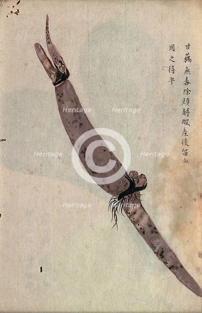 Lotus root (Nelumbo nucifera): part of rhizome. Creator: Unknown.