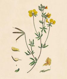 Lotus tenius. Slender Bird's-foot Trefoil 19th Century