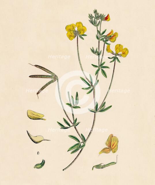 'Lotus tenius. Slender Bird's-foot Trefoil', 19th Century. Artist: Unknown.